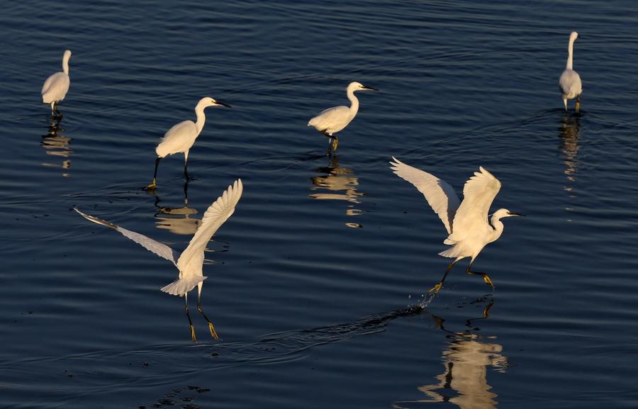 Let's go see birds in Geziwo Park, N China