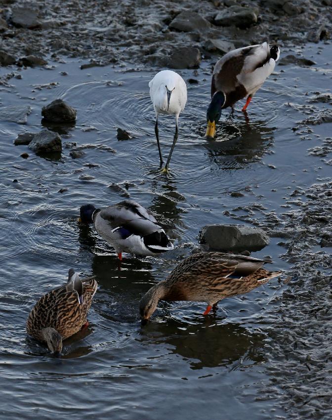 Let's go see birds in Geziwo Park, N China