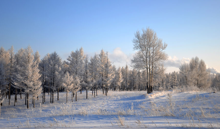 Rime scenery in Hulun Buir Prairie