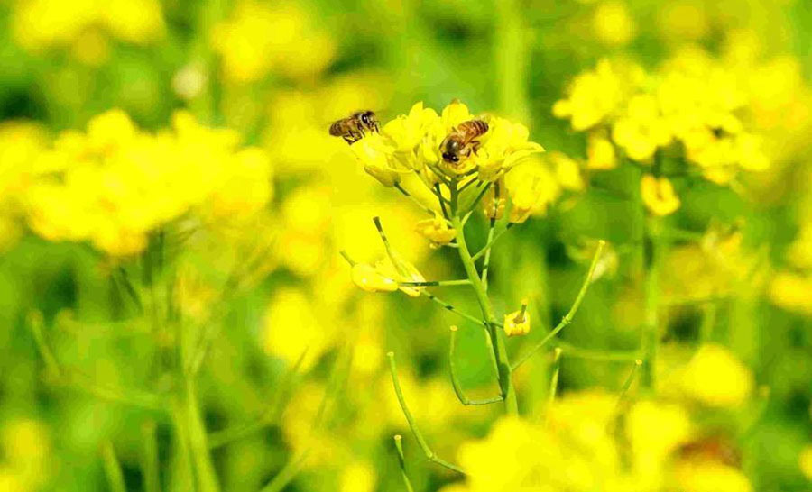 Canola flowers blossom in Xiamen