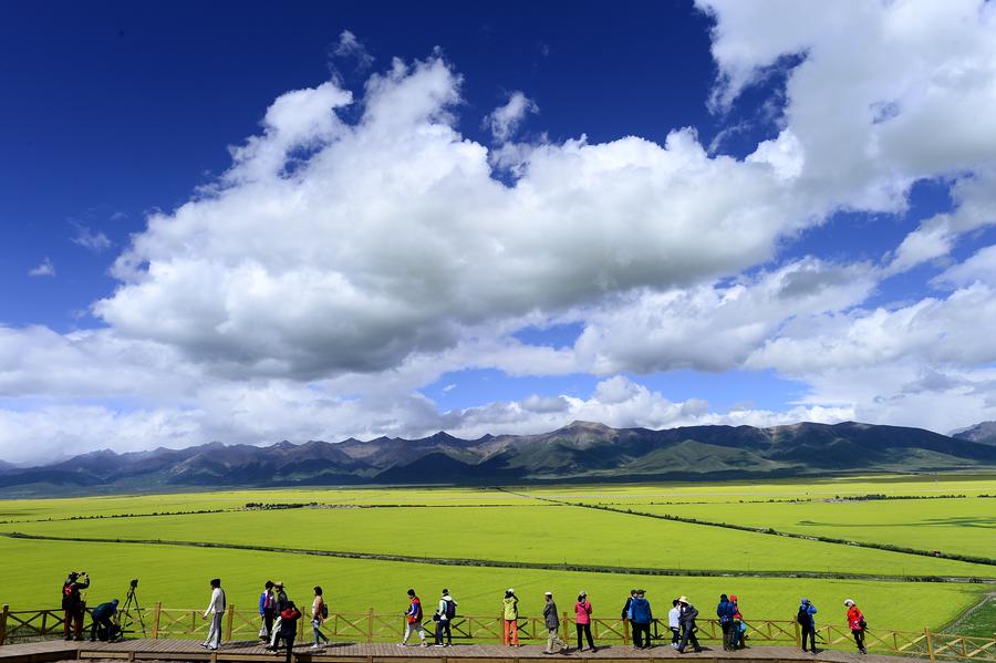 Blooming flowers in Qinghai