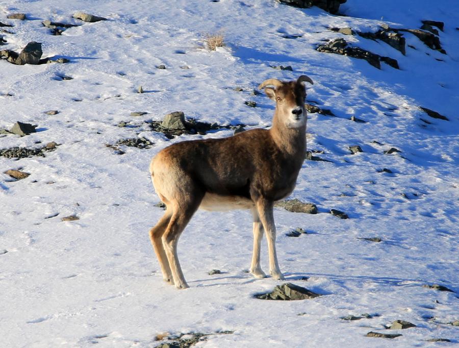 Aletai in Xinjiang sees steady increase in wildlife