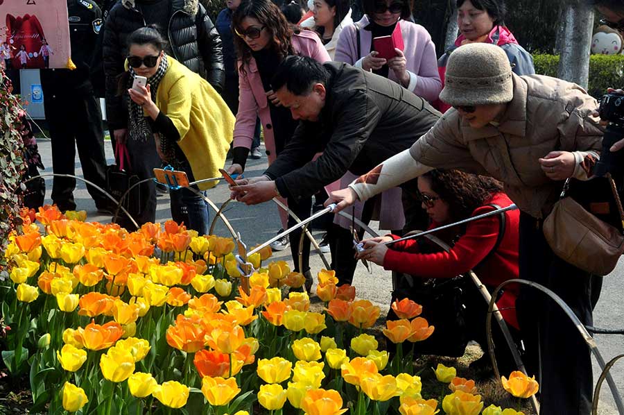 Shanghai tulip expo kicks off