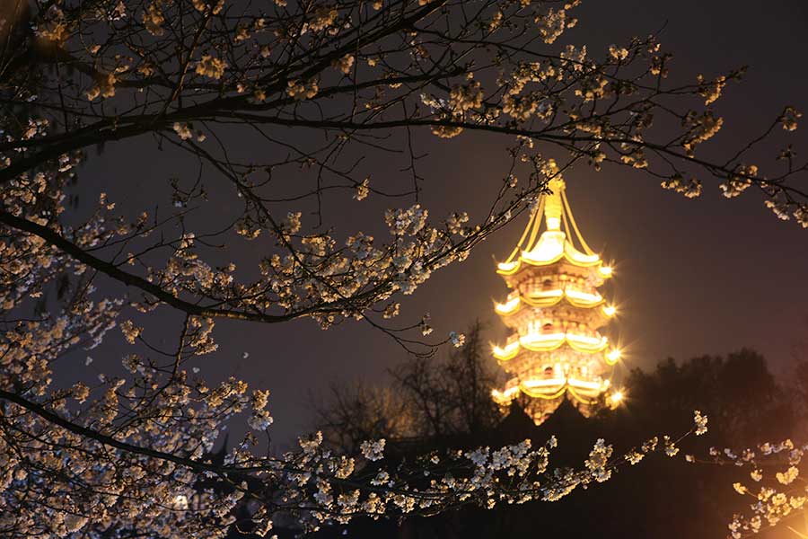 Cherry blossoms bathed in night light in Nanjing