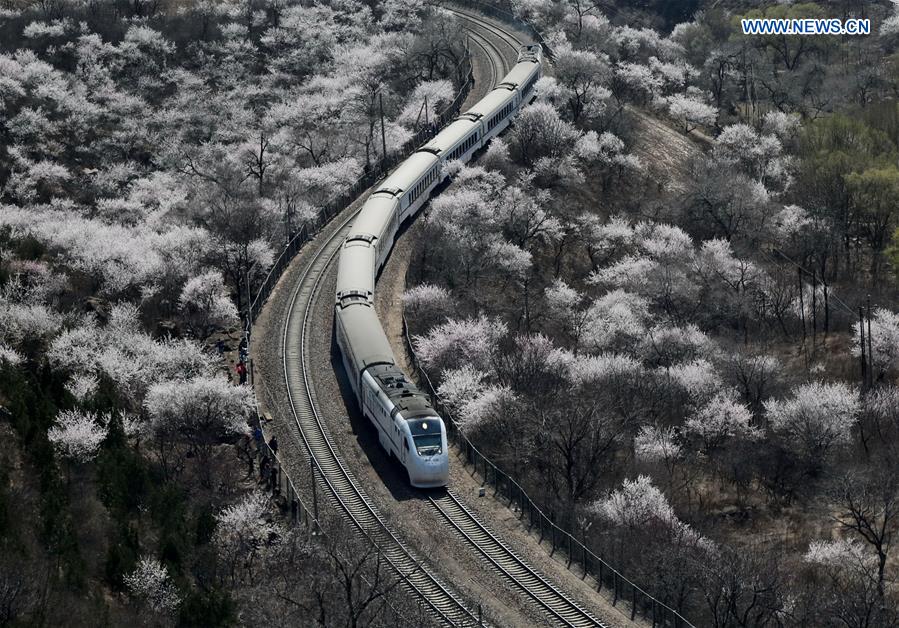 Train runs in mountainous area of blossom flower in Beijing