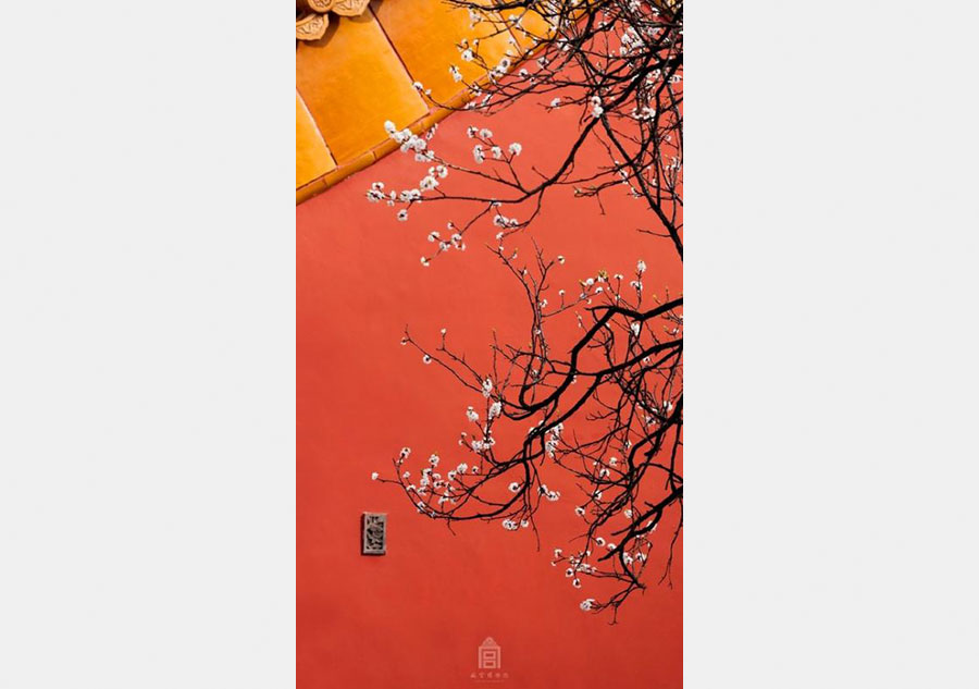 Apricot flowers in Forbidden City