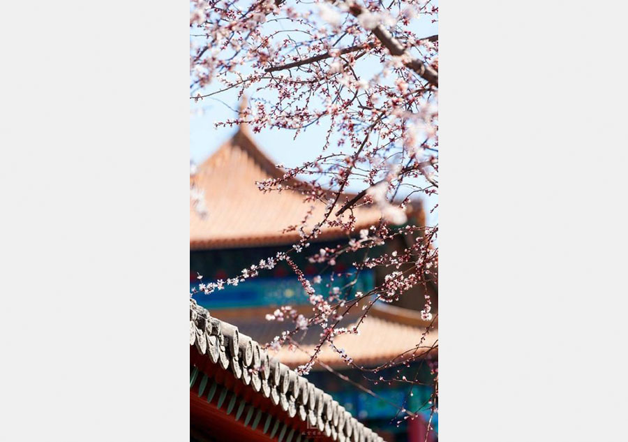 Apricot flowers in Forbidden City