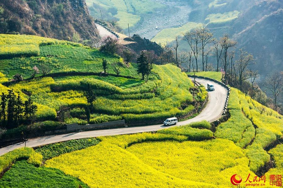 Sea of cole flower in Luoping