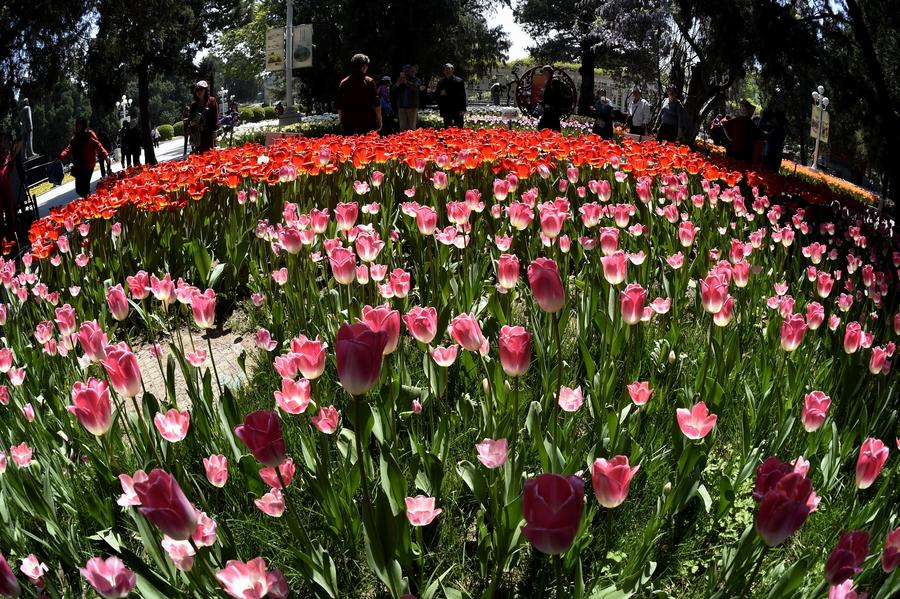 People enjoy sea of flowers in Beijing