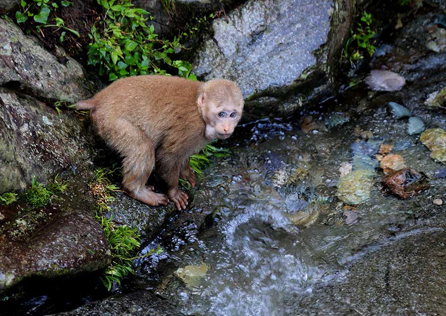 Stump-tailed macaques are a summer delight on Mount Huangshan