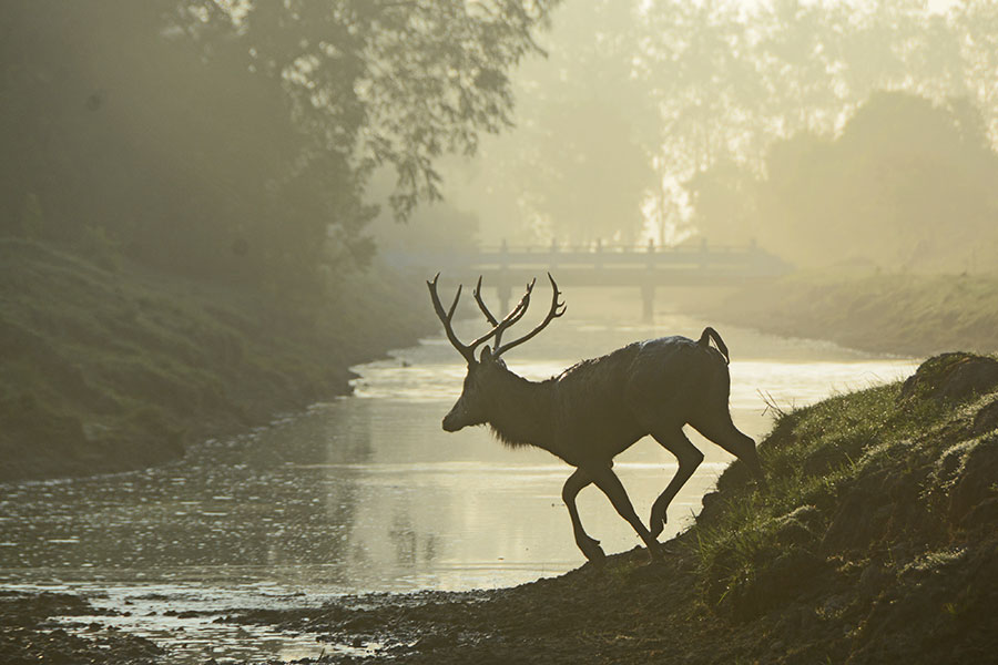 Elks well protected in Dafeng