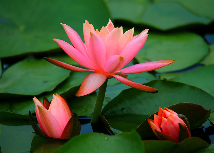 Gorgeous water lilies bloom in Anhui province