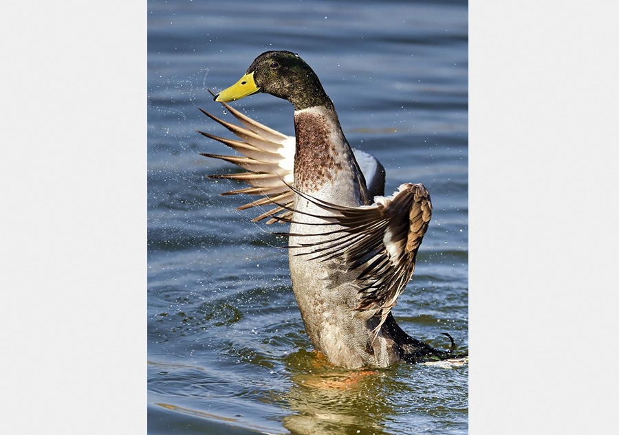 Birds seen at Wild duck Lake Wetland Reserve in Beijing