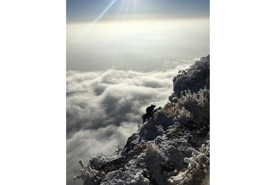 White snow turns Emei Mountain into a winter fairyland