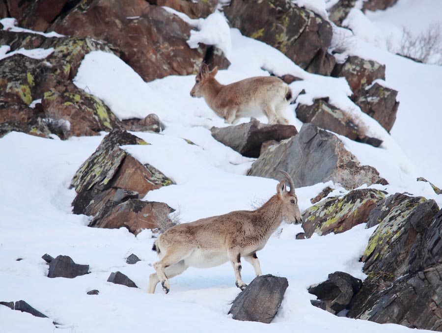 Ibex spotting in China's Xinjiang