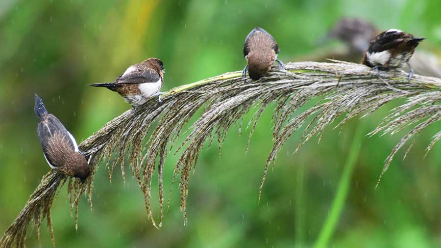 Lively sight of birds preying spotted in Qionghai, Hainan province