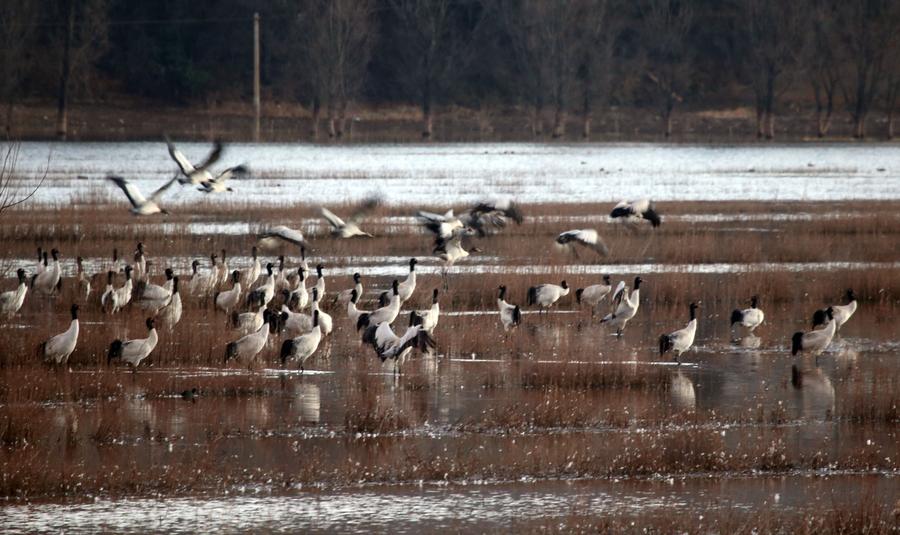 Black-necked cranes seen in Nianhu Lake wetland in SW China