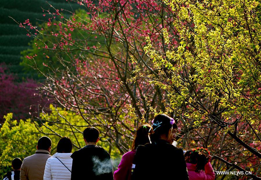 Tourists visit tea plantation in SE China's Fujian