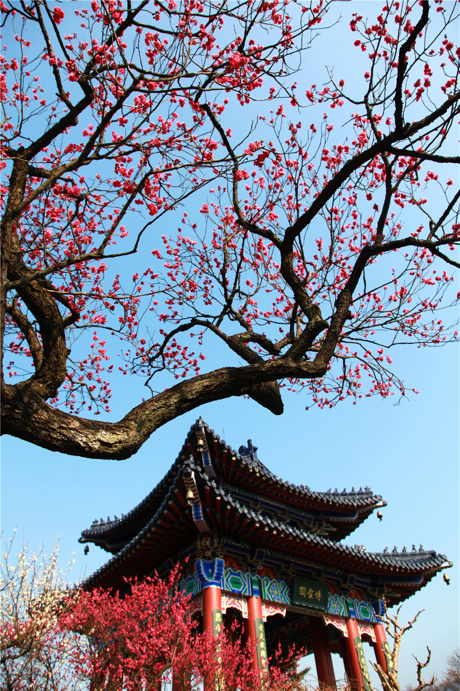 Plum blossoms seen across China