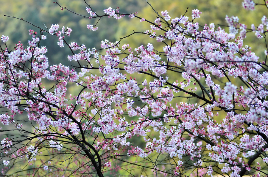 Cherry blossoms attract bees and tourists in Hunan