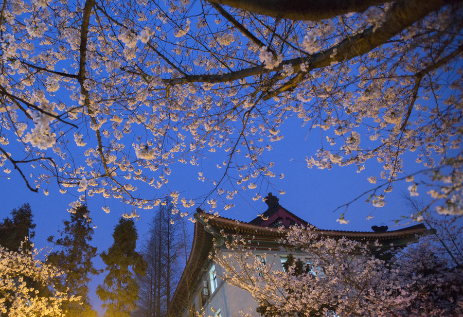 Cherry blossoms the star of Nanjing in March