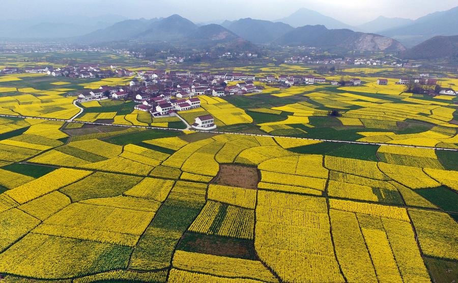 Golden farmland scenes in Hanzhong, Shaanxi province