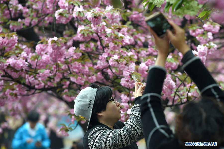 Tourists view cherry flowers in E China's Hefei