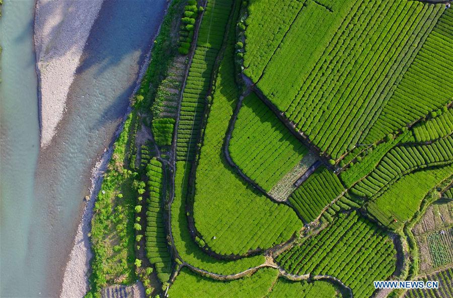 Aerial view of tea gardens in Hubei