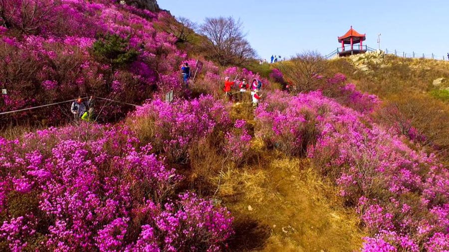 'Sea of flowers' attract tourists in Northeast China