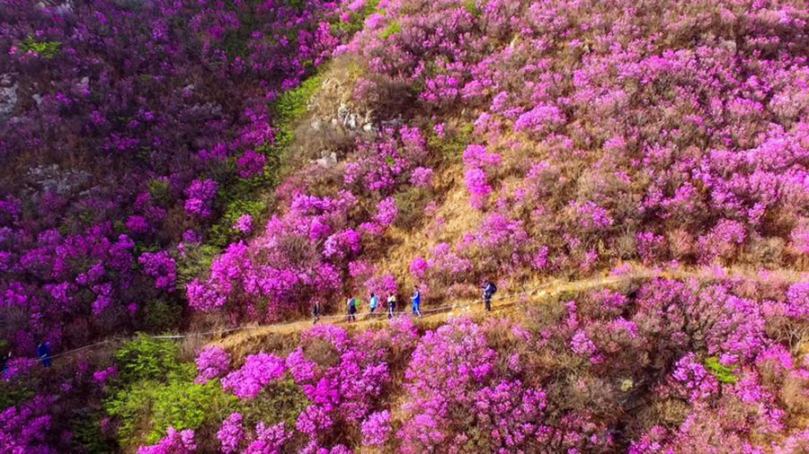 'Sea of flowers' attract tourists in Northeast China