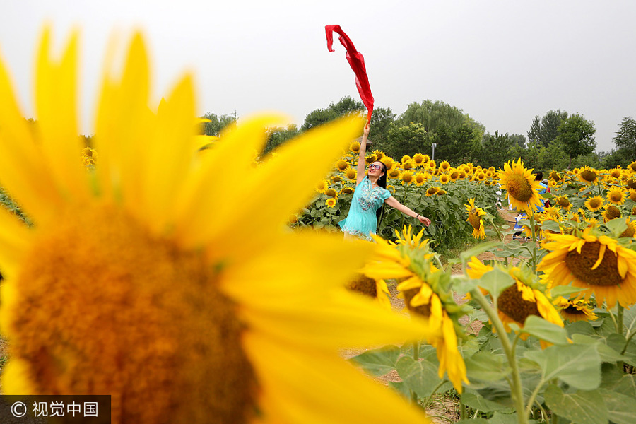 Sunflower blossoms at Olympic Forest Park in Beijing