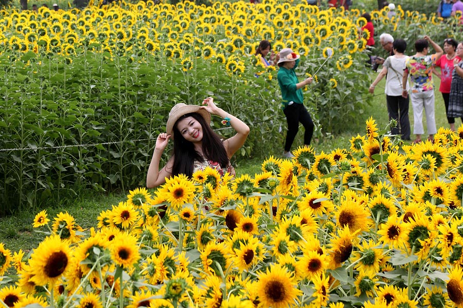 Sunflower blossoms at Olympic Forest Park in Beijing