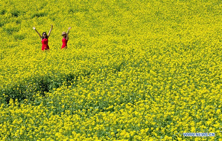 Blooming cole flowers attract tourists in NW China's Gansu