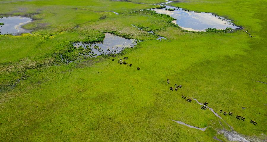 Aerial view of Hulun Buir grassland