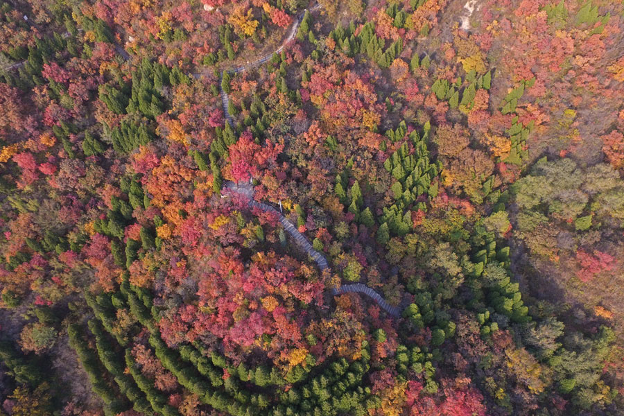 Badaling Great Wall bursting with autumn colors