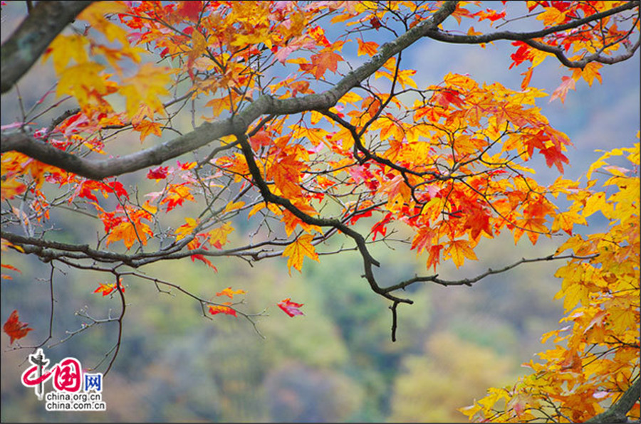 Autumn scenery of Guangwu Mountain in SW China