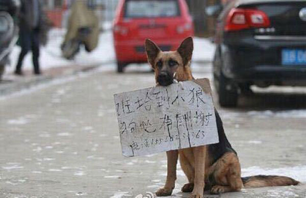 Dog mother looks for her baby with a board