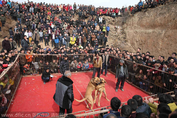 Tiger cub spooked by fireworks jumps to death in China