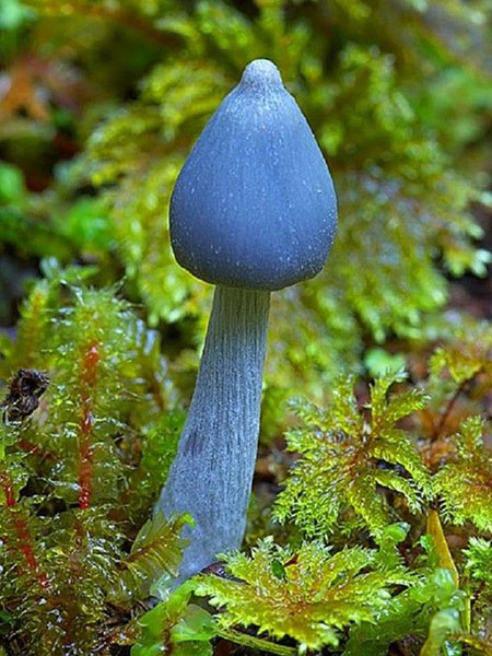 Blue mushroom is China's new internet meme