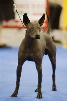 Hairless breed shines at dog show