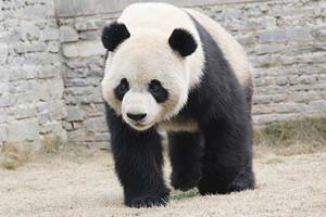 China waves goodbye to Belgium-bound panda pair