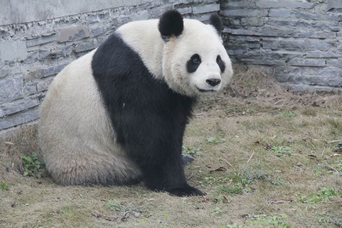 Live panda report