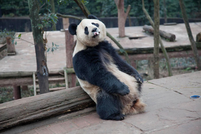 Live panda report