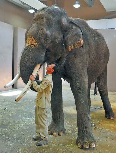 Talking elephant a topic of conversation in S Korea