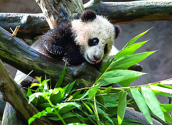 Rare panda cub plays to the gallery at San Diego Zoo