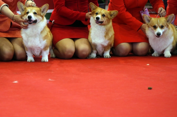 World Dog Show in Hungary