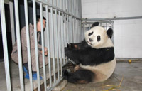 Fanfare surrounds pandas' arrival