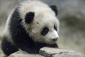 Panda Complex opens in Malaysia