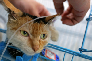 Animal crackers - family shares home with 145 pets