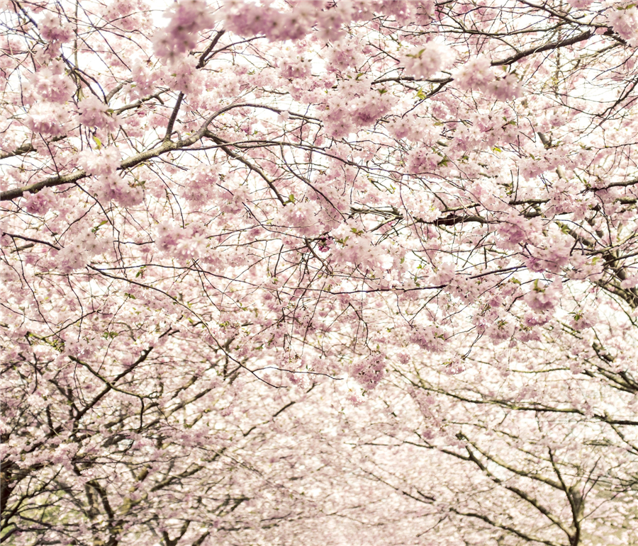 Cherry blossoms around the world